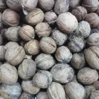 گردو تازه