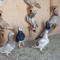 پرنده سرو هوای زرنگ