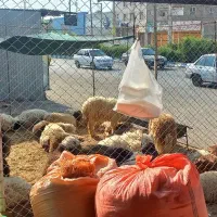 بره گوسفند زنده کشی و گوشت گرم تازه