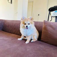 سگ پامرین. روباهی. نر  بی نهایت باهوش سایز کوچیک