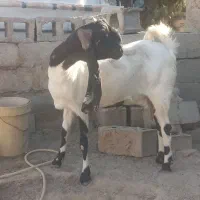 بزمری‌اصل کامورایی با دوکهره‌نرگوش‌دراز