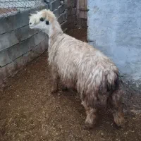 میش|حیوانات مزرعه|اردل, |دیوار