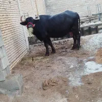 شوشترشعبیه روستای شیخ حسین|حیوانات مزرعه|شوشتر, |دیوار