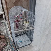 عروس هلندی چهارماهه دستی