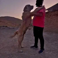 ماده سرابی اصل|سگ|رودهن, |دیوار