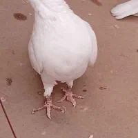 کاکلی تهرونی