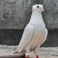 یک جفت سفید کاکلی مست