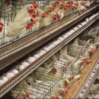 مرغ سفید تخمی تخمگذار جوان پرصاف چاق
