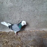شازده نر