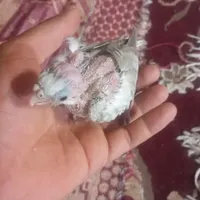 عروس هلندی. دستی دونه خو و جوجه سرلاکی|پرنده|جهرم, |دیوار