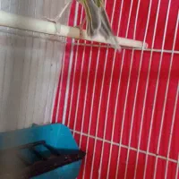 قناری مس خون|پرنده|گلبهار, نوبهار|دیوار