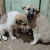 توله سرابی|سگ|هیر, |دیوار