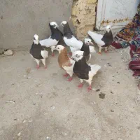 کفترطوقی|پرنده|شال, |دیوار