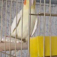 عروس هلندی نر اماده