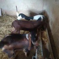 بزغاله پاکستانی|حیوانات مزرعه|ساری, |دیوار