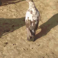 نر پرشی خوشگل