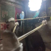 یکجفتمرغ عشق بالغ
