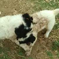 توله قهدریجانی