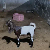 کهره نر و ماده|حیوانات مزرعه|چغادک, |دیوار