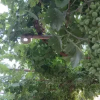 فروش-فوری-باغ-انگور