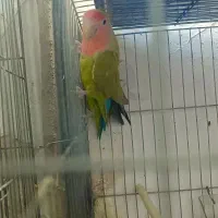 طوطی برزیلی|پرنده|اهواز, دغاغله|دیوار