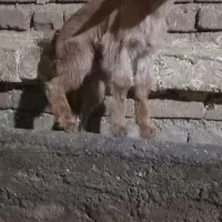 بزغاله ماده