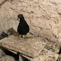 جوجه زاغ دم سفید|پرنده|مشهد, کوه سنگی|دیوار