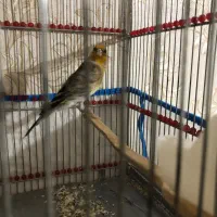 سهره قناری|پرنده|سرپل ذهاب, |دیوار