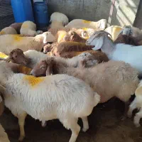 گوسفند زنده .رباط کریم .نسیم‌شهر ..پرندگلستان|حیوانات مزرعه|رباط‌کریم, رباط‌کریم|دیوار