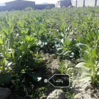 اجاره یک هکتار طرح