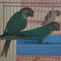 گرینچیک ماده تراکوییس