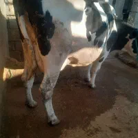 گاو هلشتاین با گوساله سمیتال نر