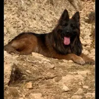 توله ژرمن شولاین