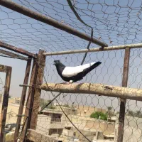سینه سیاه کت برف نرمست دوری سفت|پرنده|اهواز, علی آباد|دیوار