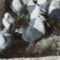 کبوتر|پرنده|سبزوار, طبرسی (جعفرآباد)|دیوار