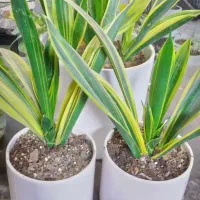 گل یوکا سانسوریا زاموفیلیا هدیه مدرسه معلم کادویی