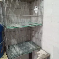 پرنده قناری