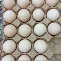 تخم نطفه دار لاری برهما اصیل ودورگه|حیوانات مزرعه|اردبیل, |دیوار