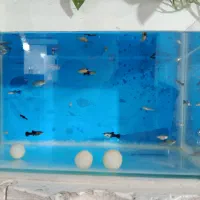 ماهی گوپی مولی|ماهی|بروجرد, |دیوار