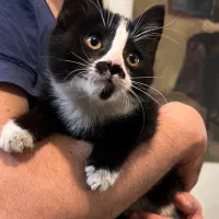 واگذاری رایگان بچه گربه تاکسیدو