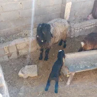 شیشک قوچ بختیاری ب شرط میش رون