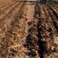 شخم زنی تراکتور|خدمات باغبانی و درختکاری|تبریز, |دیوار