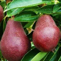 آغاز پیشفروش نهال گلابی انجو دوساله