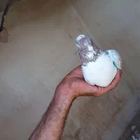 کفتر . نر گرگی|پرنده|اصفهان, ولدان|دیوار