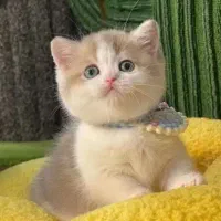 سگ و گربه و خرگوش و همستر