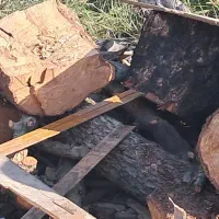 خرید چوب و درخت