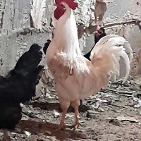 خروس محلی اصل