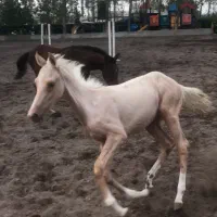 اسب اصیل ترکمن|اسب و تجهیزات اسب‌سواری|تهران, بوستان چیتگر|دیوار