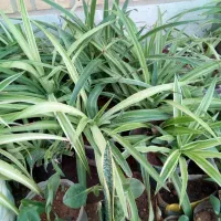 گلهای اپارتمانی در بی بیان بزرگ|گل و گیاه طبیعی|مسجد سلیمان, |دیوار