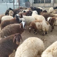 بره|حیوانات مزرعه|کرمانشاه, |دیوار